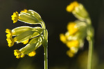BB 07 0195 / Primula veris / Marianøkleblom